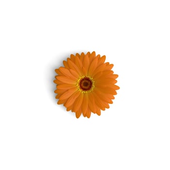Gerbera Flower Orange Garden Gems Showcasing Beautiful Flowering Plants isolated on white background photo