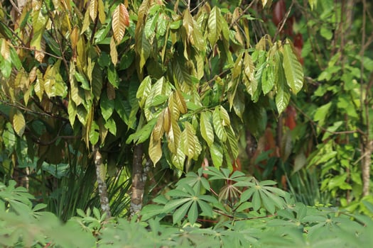 chocolate fruit plant with green leaves photo
