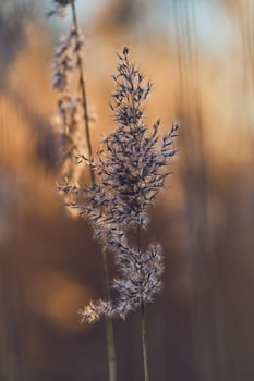 top of eed grass in sunlight photo