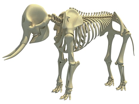 Elephant Skeleton animal anatomy 3D rendering photo
