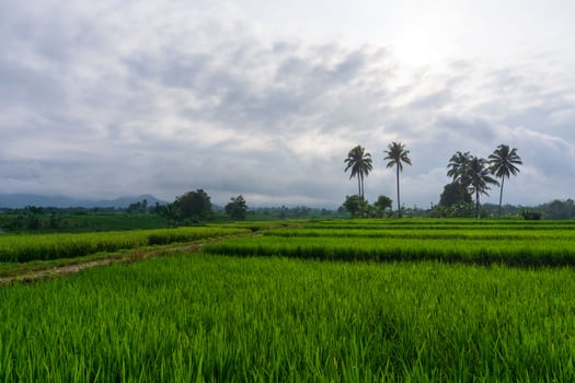 Beautiful morning view indonesia. Panorama Landscape paddy fields with beauty color and sky natural light photo