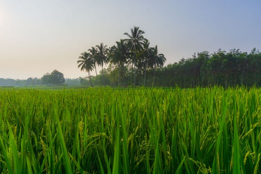 Beautiful morning view indonesia. Panorama Landscape paddy fields with beauty color and sky natural light photo
