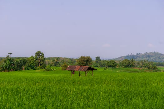 Beautiful morning view indonesia. Panorama Landscape paddy fields with beauty color and sky natural light photo