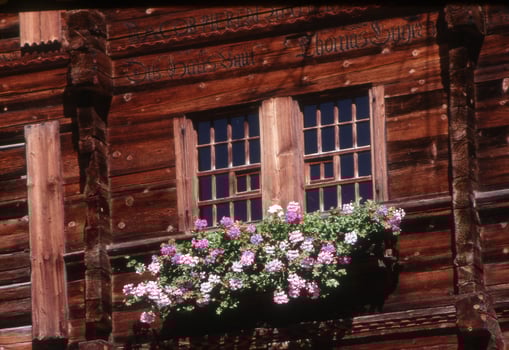 a window box with flowers on it photo