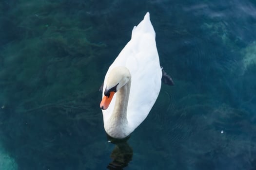 White swan floating on the lake photo