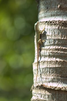 Lizard Animal on Tree Trunk photo