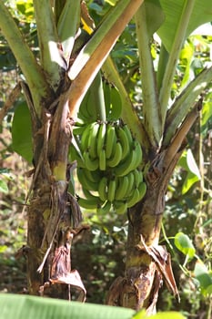 Green Banana Bunch On Tree 2 photo
