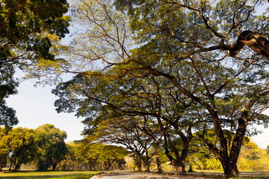 Many large trees grow on the public property. photo