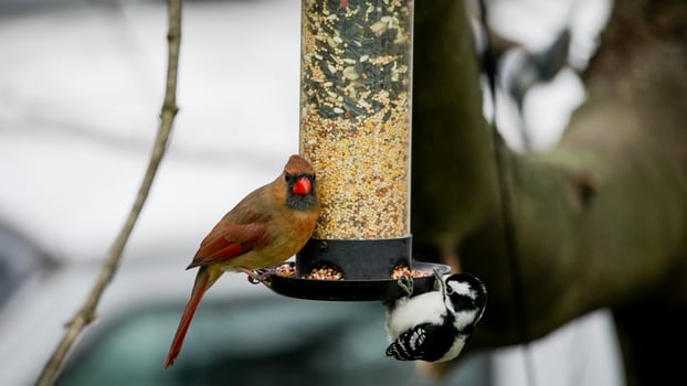 Northern Cardinal female and woodpecker  outdoor on bird feeder photo