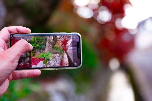 A smartphone shooting piled up red leaves in the narrow gutter in autumn photo