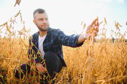 farmer agronomist in soybean field checking crops. Organic food production and cultivation photo