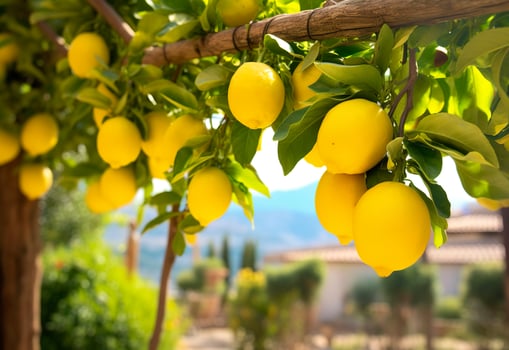 AI generated Lemons growing in a sunny garden on Amalfi coast in Italy. AI Generated photo