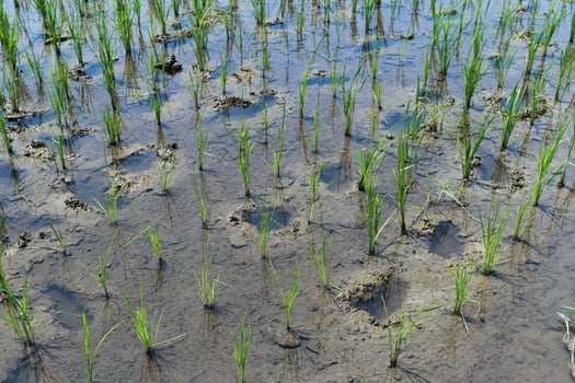 natural green grass or rice plants photo