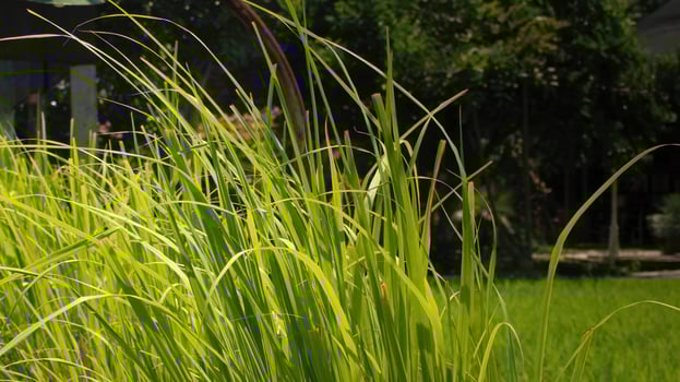 A few blades of green grass photo