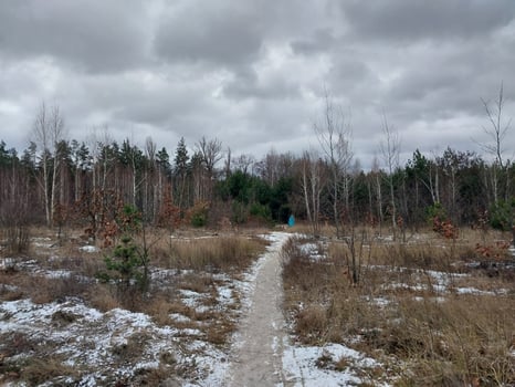 Snow fell in a young forest photo