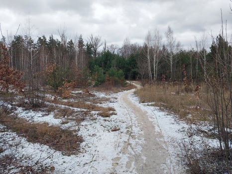 Snow fell in a young forest photo