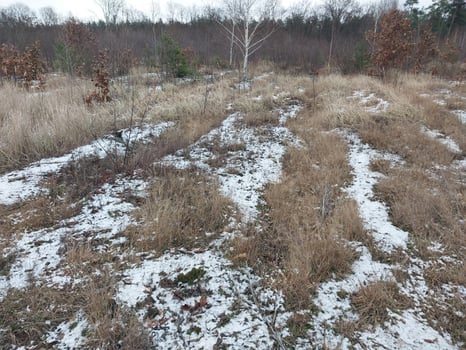 Snow fell in a young forest photo