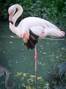 White Flamingo at Park photo