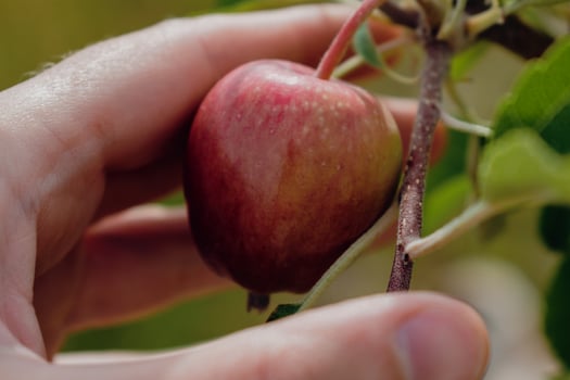 Little apples growing on apple tree in an orchard, healthy and natural food, pomum photo