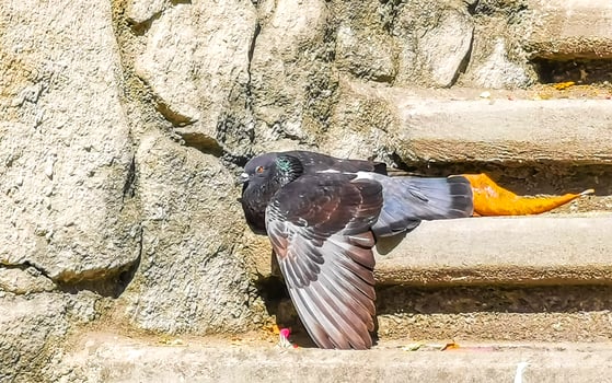 Pigeons birds sitting on stairs steps in Puerto Escondido Mexico. photo