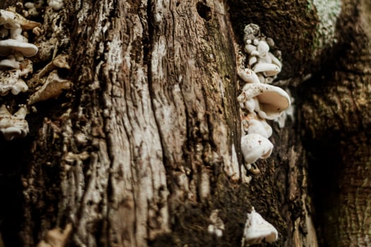 Mushrooms that grow on logs in rich forests. photo