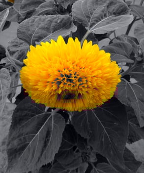 Blooming Sunflower With Metaphoric Black Leaves photo