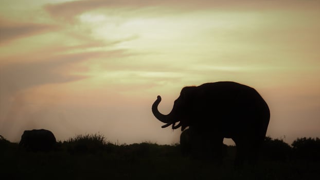 a herd of elephants. This is elephas maximus sumatranus at sumatra tropical rain forest photo