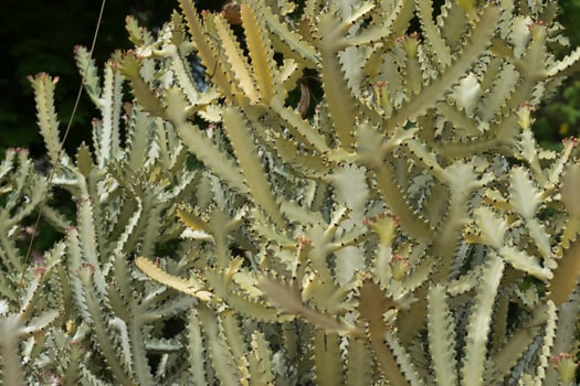 White Triangular Spurge plant. photo