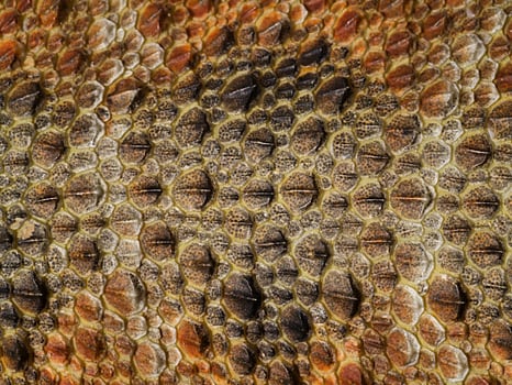 The details on the skin of Bearded Dragon. photo