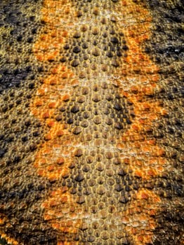 The details on the skin of Bearded Dragon. photo