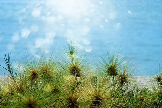 Close up Spinifex littoreus grass photo
