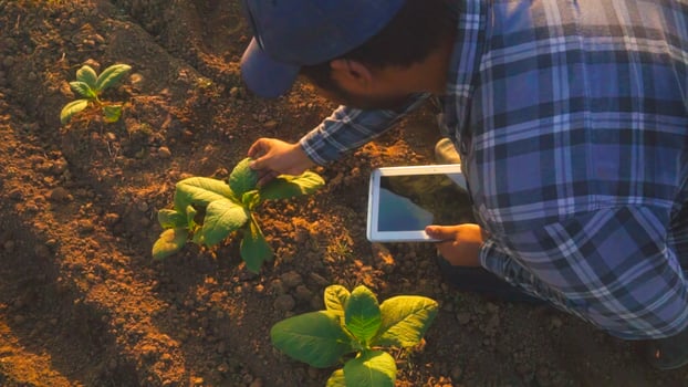 Asian young farmers and tobacco agriculturist utilize the core data network in the Internet from the tablet to validate, test in a tobacco field. photo