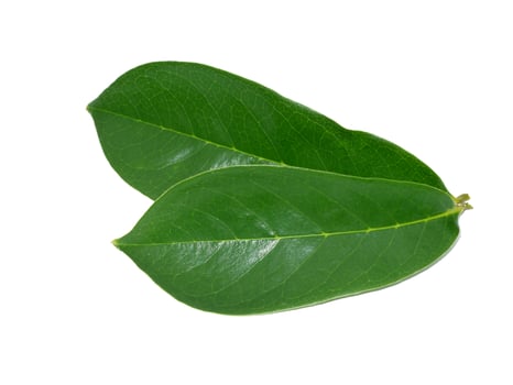 Soursop leaf on white background. photo