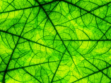 Close up a green leaf. photo