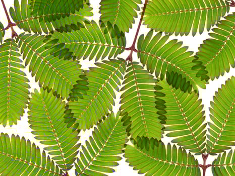 Sensitive plant on white background. photo