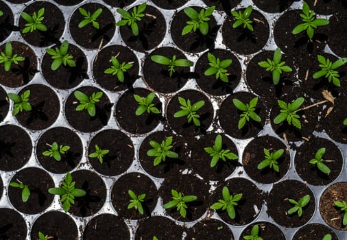 Sprout seeds of marigolds are grown. photo
