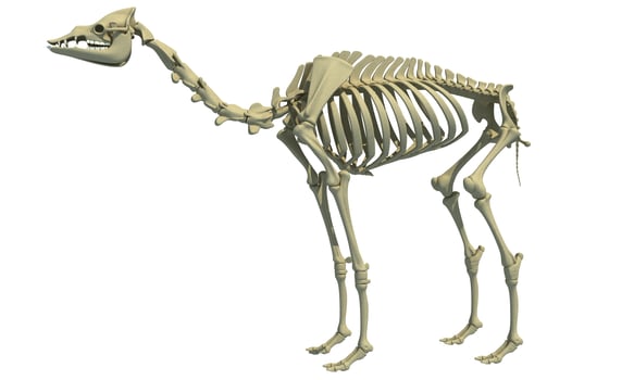 Camel Skeleton Dromedary 3D rendering animal anatomy photo