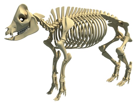 Pig Skeleton anatomical animal 3D rendering on white background photo