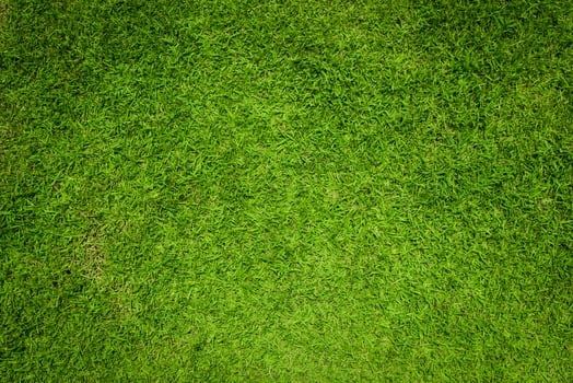 Light Green grass natural background and texture for copy space photo