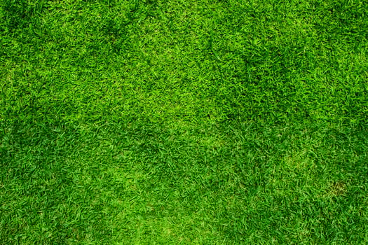 Green grass natural background and texture for copy space photo