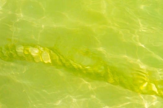 Ropes in the water with moss and sea weed Mexico. photo
