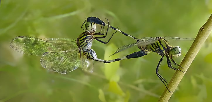 Beautiful Scarlet dragonfly Photography, Beautiful dragonfly on nature, Macro Photography, Beautiful Nature photo