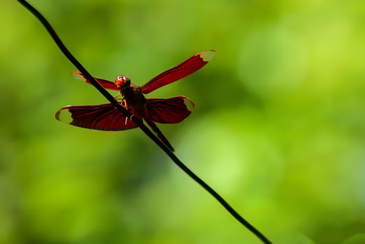 Beautiful Scarlet dragonfly Photography, Beautiful dragonfly on nature, Macro Photography, Beautiful Nature photo