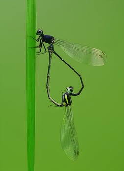 Beautiful Scarlet dragonfly Photography, Beautiful dragonfly on nature, Macro Photography, Beautiful Nature photo