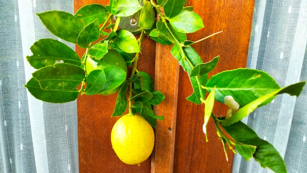 Ripe lemon fruit on branch with green leaves. Lemon fruit with green leaf. Natural Lemon fruit levitate. Fresh yellow ripe lemons. photo