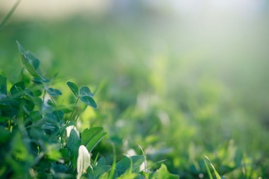 Glade with clover, trefoil, genus Trifoliumat at sunset rays of the sun illuminate the grass and clover. Patrick's Day. photo