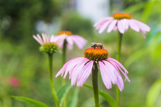 Bee close-up on a flower of echinacea, coneflowers. The bee collects the nectar from the flower of Echinacea purpurea. photo