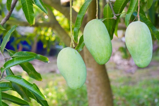 mango fruit on tree in orchard photo