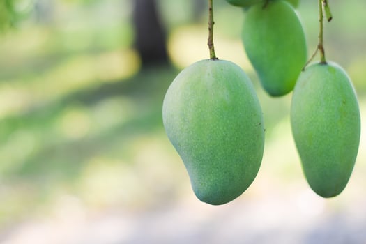 mango fruit on tree in orchard photo