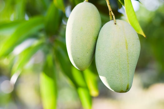 mango fruit on tree in orchard photo